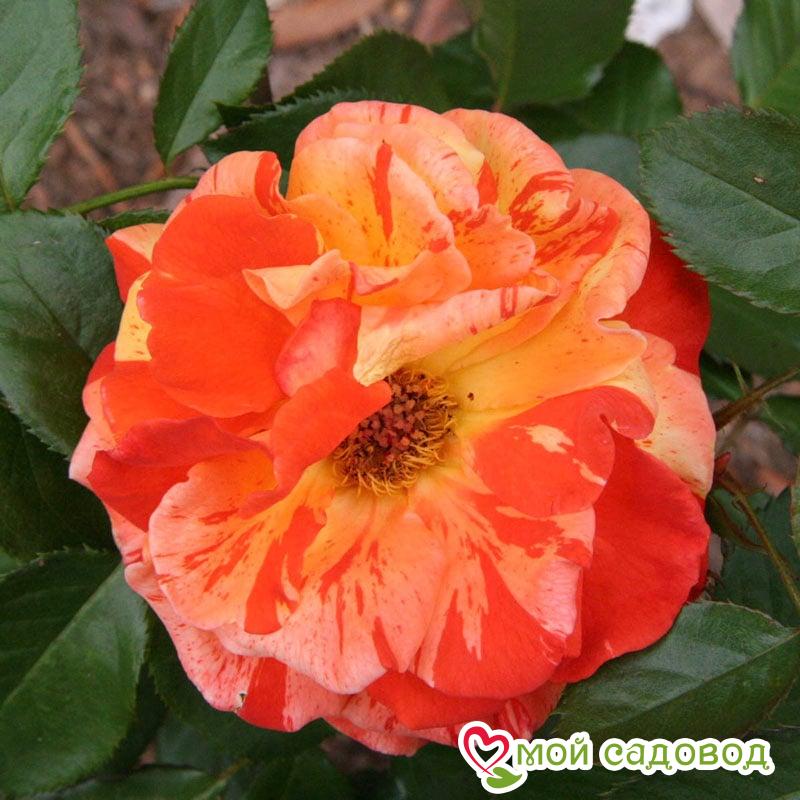 Роза Оранжес энд Лемонс