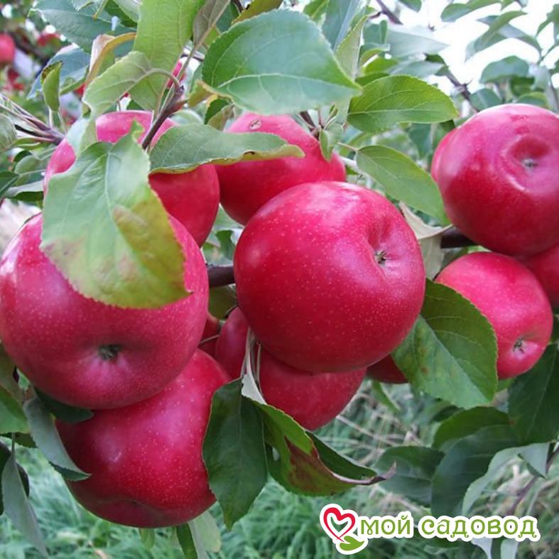 Яблоня Айдаред