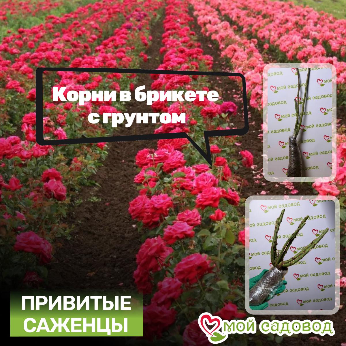 Роза Абракадабра