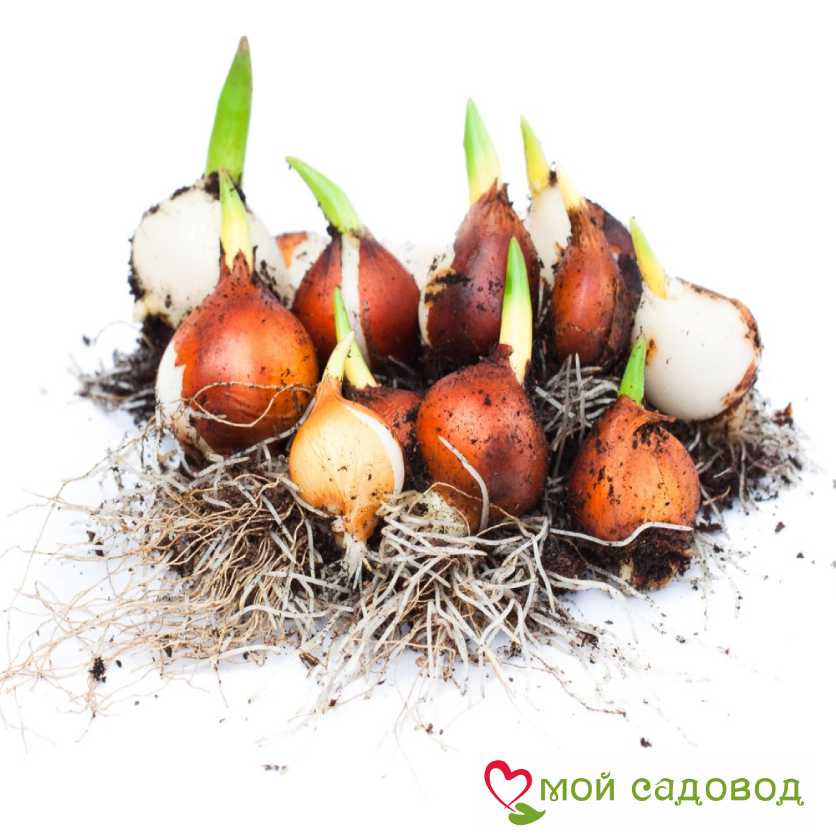 Тюльпан махровы Орхидейная Фея