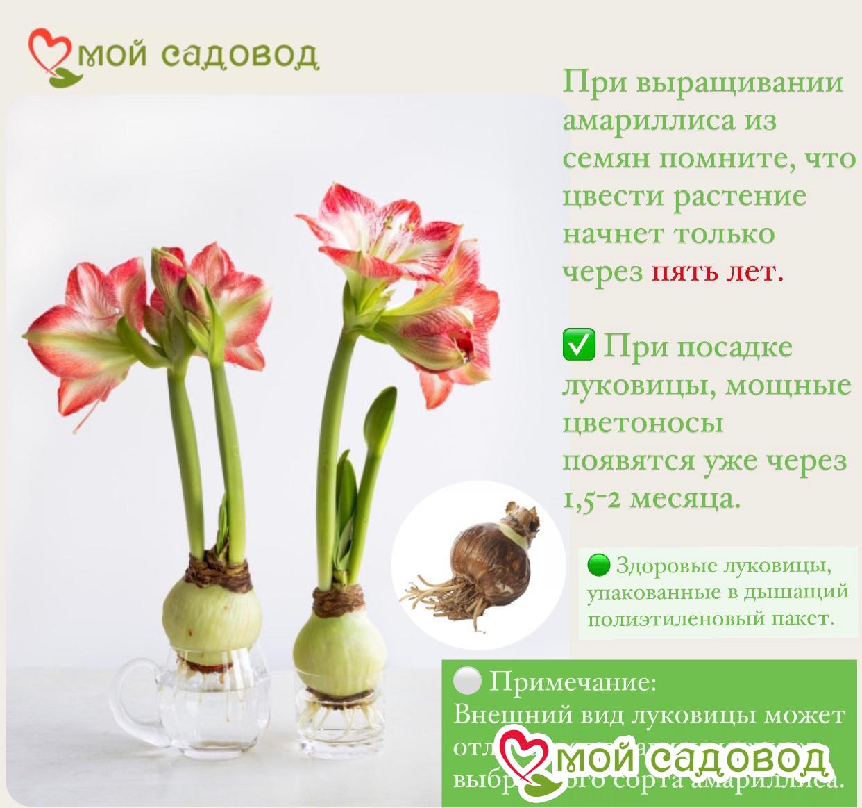 Амариллис Голден Монарх